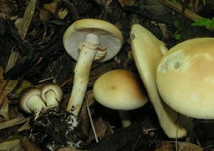 Polnička raná - Agrocybe praecox  (Pers.) Fayod 1889