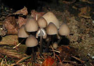 Helmovka smrková - Mycena silvae-nigrae Maas Geest. & Schwöbel 1987l