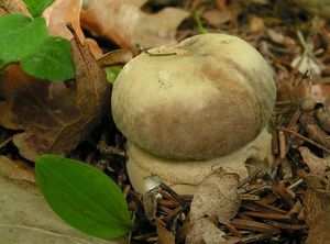 Hřib dubový - Boletus reticulatus Schaeff. 1774