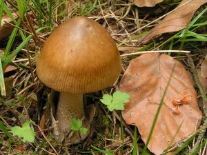 Muchomůrka žlutoolivová - Amanita battarrae  (Boud.) Bon, 1985