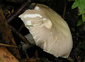 Bedla šedavá - Leucoagaricus cinerascens (Quél) Bon & Boiffard