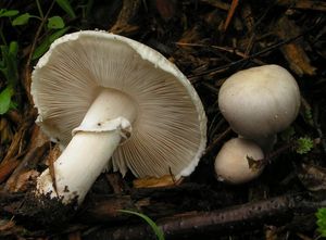 Bedla šedavá - Leucoagaricus cinerascens (Quél) Bon & Boiffard