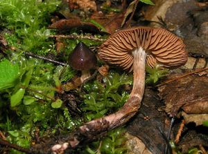 Pavučinec červenokaštanový - Cortinarius vernus H. Lindstr. & Melot 1994