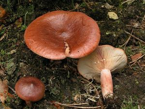 Ryzec ryšavý - Lactarius rufus  (Scop.) Fr. 1838