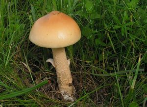 Muchomůrka šafránová - Amanita crocea