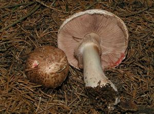 Pečárka Langeova - Agaricus langei (F.H. Møller) F.H. Møller 1952