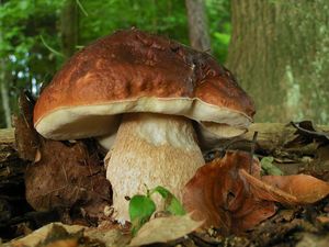 Hřib smrkový - Boletus edulis Bull.