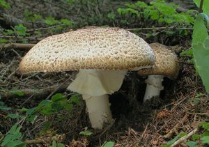 Pečárka císařská - Agaricus augustus Fr. 1838