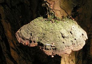 Ohňovec borový - Phellinus pini (Brot.) Bondartsev & Singer