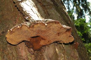 Ohňovec borový - Phellinus pini (Brot.) Bondartsev & Singer