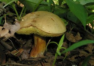 Hřib plstnatý - Boletus subtomentosus L. Quél.