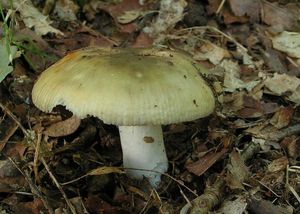 Holubinka trávozelená - Russula aeruginea Lindbl.in Fr.