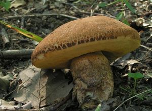 Kozák dubový - Leccinellum crocipodium (Letell.) Della Maggiora & Trassinelli 2014