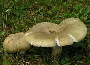 Holubinka bukovka - Russula heterophylla (Fr.) Fr. 1838