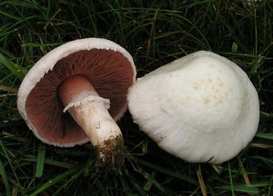 Pečárka polní - Agaricus campestris  L. 1753