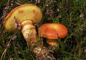 Klouzek sličný - Suillus grevillei (Klotzsch) Singer 1945