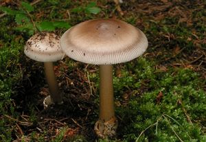 Muchomůrka žlutoolivová - Amanita battarrae  (Boud.) Bon, 1985