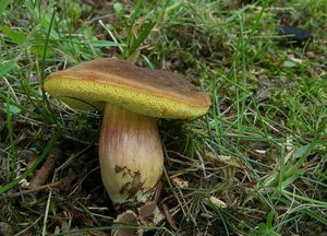 Hřib Engelův - Hortiboletus engelii (Hlaváček) Biketova & Wasser 2015