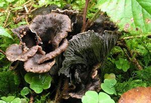 Liška šedá - Cantharellus cinereus