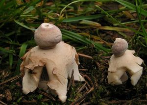 Hvězdovka smrková - Geastrum quadrifidum DC. ex Pers. 1801