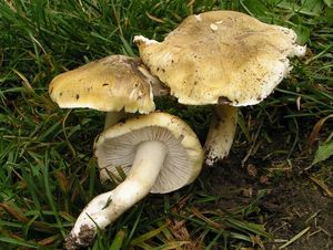 Čirůvka odlišná - Tricholoma sejunctum (Sowerby) Quél.