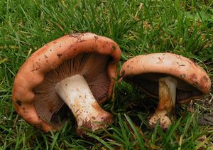 Pavučinec fialovolemý - Cortinarius arcuatorum Rob. Henry