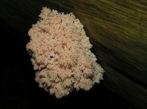 Korálovec jedlový - Hericium alpestre Pers. 1825