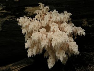 Korálovec jedlový - Hericium alpestre Pers. 1825