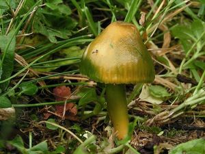 Voskovka papouščí - Hygrocybe psittacina