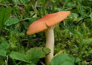 Voskovka luční - Hygrocybe pratensis