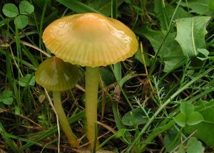 Voskovka papouščí - Hygrocybe psittacina