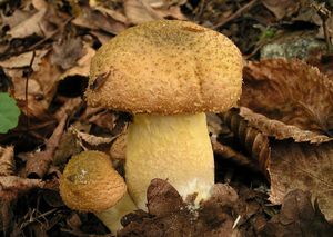 Václavka hlíznatá - Armillaria gallica Marxm. & Romagn. 1987