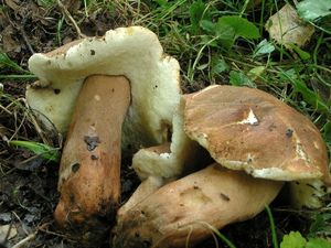 Klikni pro velký obrázek