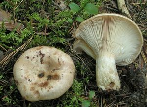 Ryzec strakatý - Lactarius musteus  Fr. 1838