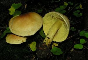 Čirůvka žabí - Tricholoma bufonium (Pers.) Gillet