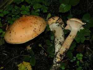 Šťavnatka oranžová - Hygrophorus pudorinus (Fr.) Fr.