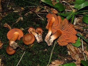 Pavučinec plyšový - Cortinarius orellanus Fr. 1838
