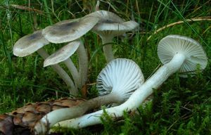 Šťavnatka tečkovaná - Hygrophorus pustulatus (Pers.) Fr. 1838