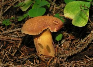 Hřib dřevožijný - Buchwaldoboletus lignicola (Kallenb.) Pilát