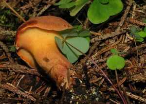 Hřib dřevožijný - Buchwaldoboletus lignicola (Kallenb.) Pilát