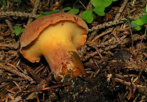 Hřib dřevožijný - Buchwaldoboletus lignicola (Kallenb.) Pilát