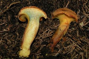 Hřib dřevožijný - Buchwaldoboletus lignicola (Kallenb.) Pilát