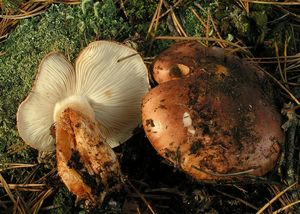 Čirůvka prstencová - Tricholoma batschii Gulden ex Christensen&Noo