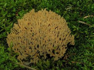 Kuřátka zelenající - Phaeoclavulina abietina (Pers.) Giachini 2011