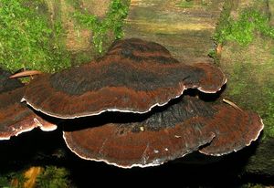 Smolokorka pryskyřičná - Ischnoderma benzoinum (Wahlenb.) P.Karst