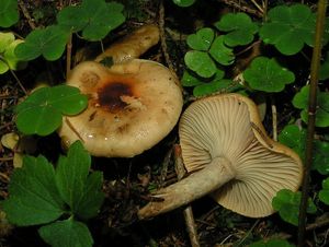 Šťavnatka terčovitá - Hygrophorus discoxanthus (Fr.) Rea 1908