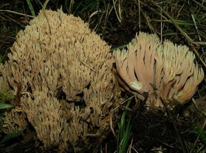 Kuřátka nazelenalá - Ramaria apiculata ( Fr.) Donk.