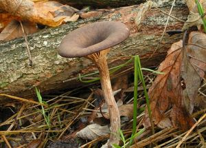 Strmělka číškovitá - Pseudoclitocybe cyathiformis ( Bull.) Singer