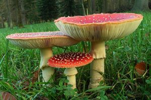 Muchomůrka červená - Amanita muscaria (L.) Lam. 1783