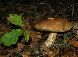 Klikni pro velký obrázek